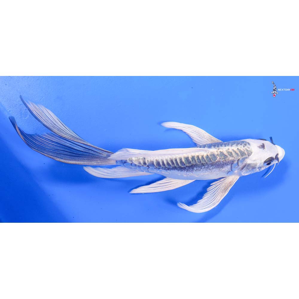 8” Imported Kikokuryu Butterfly Koi