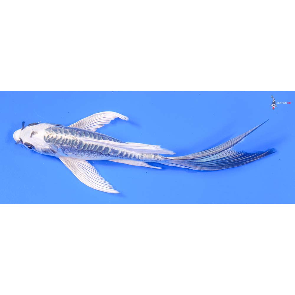 8” Imported Kikokuryu Butterfly Koi