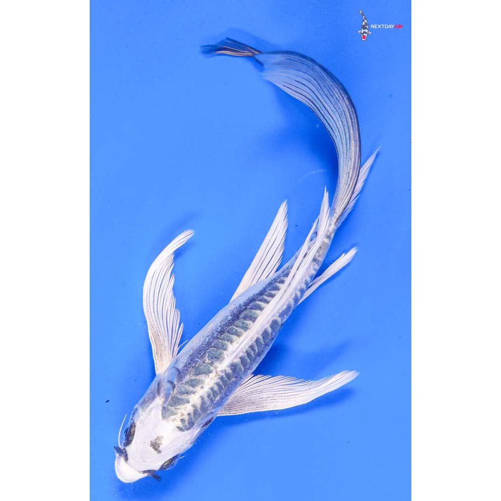 8” Imported Kikokuryu Butterfly Koi