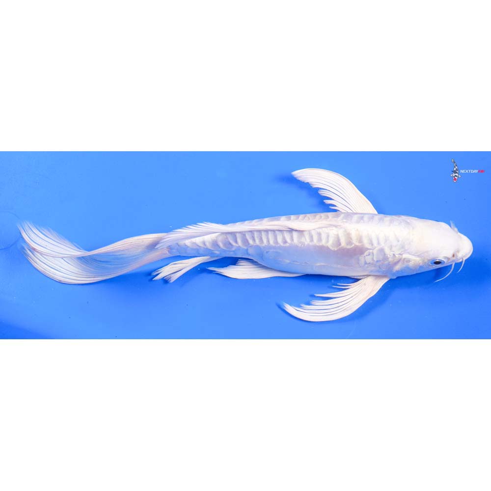 10” Imported Doitsu Platinum Ogon Butterfly Koi