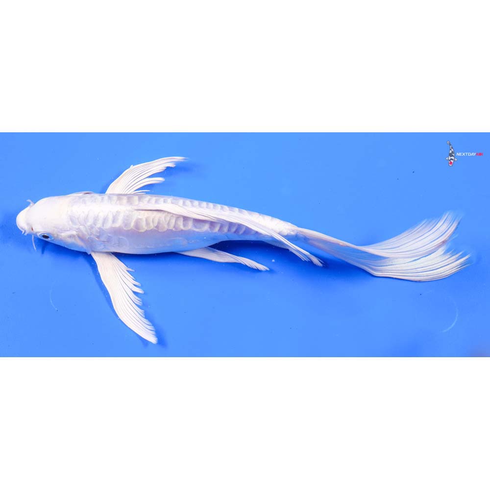 10” Imported Doitsu Platinum Ogon Butterfly Koi