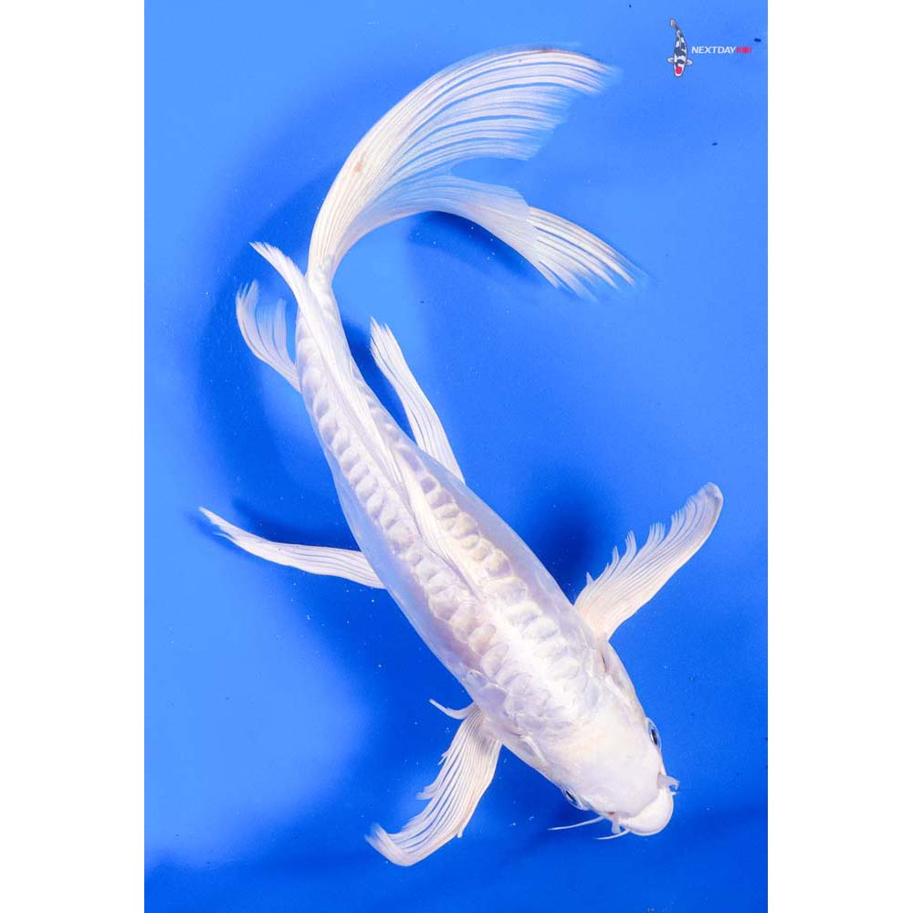 10” Imported Doitsu Platinum Ogon Butterfly Koi