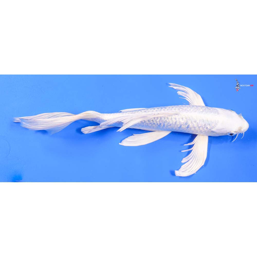 10” Imported Gin Rin Platinum Ogon Butterfly Koi