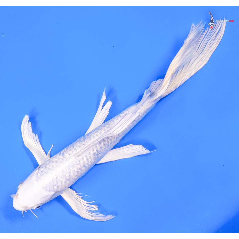 10” Imported Gin Rin Platinum Ogon Butterfly Koi