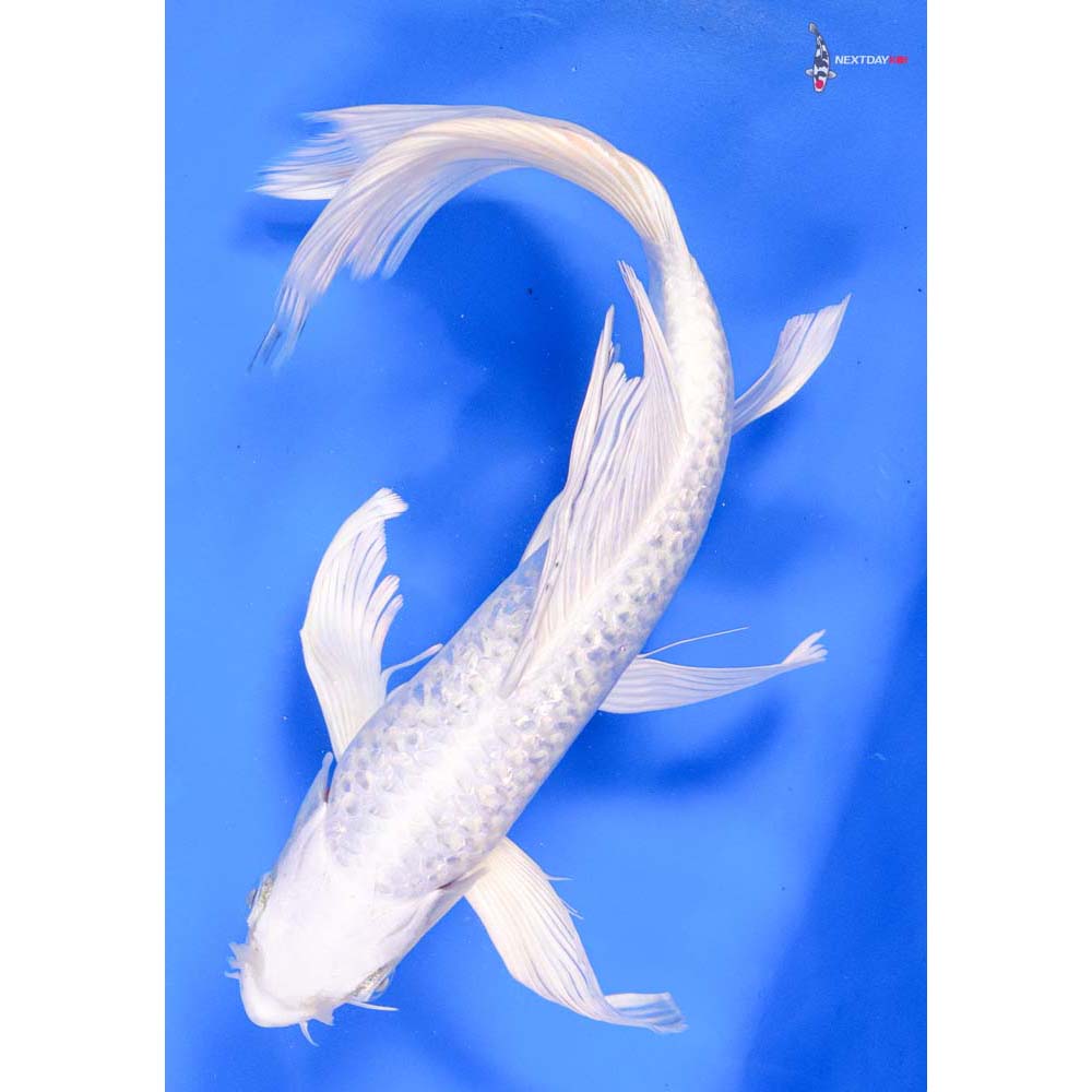 10” Imported Gin Rin Platinum Ogon Butterfly Koi
