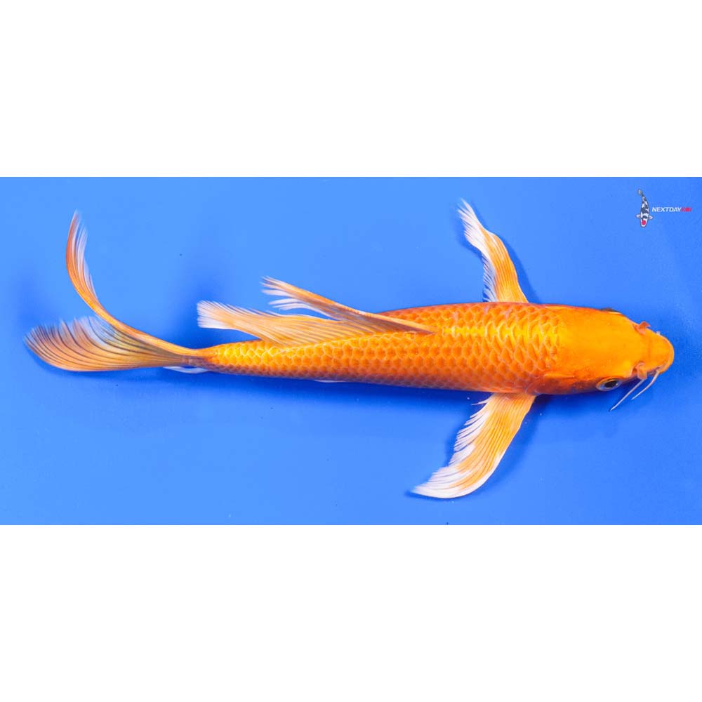 10” Imported Orenji Ogon Butterfly Koi