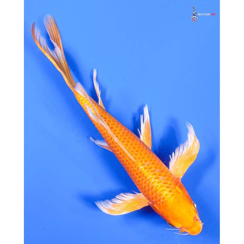 10” Imported Orenji Ogon Butterfly Koi