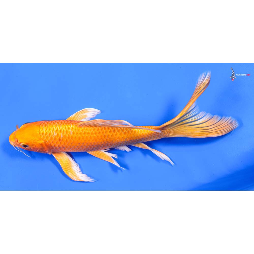 10” Imported Orenji Ogon Butterfly Koi