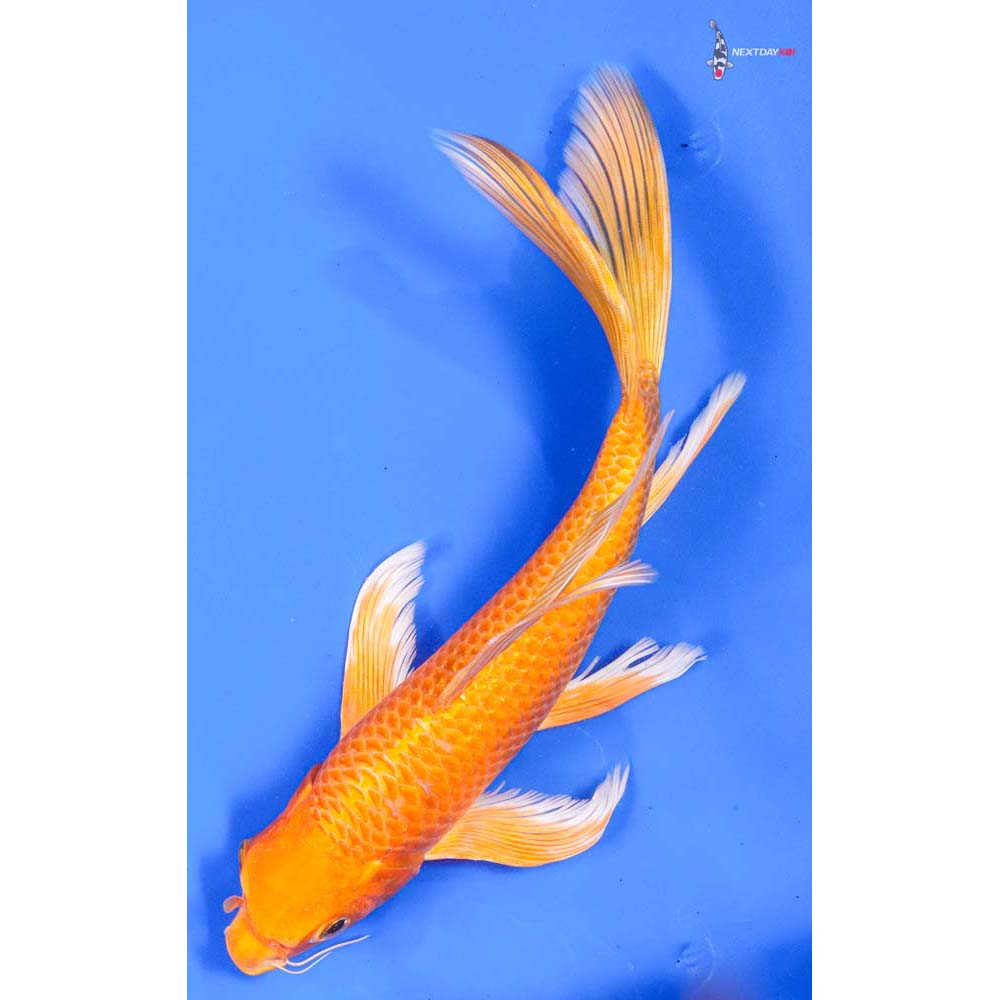 10” Imported Orenji Ogon Butterfly Koi
