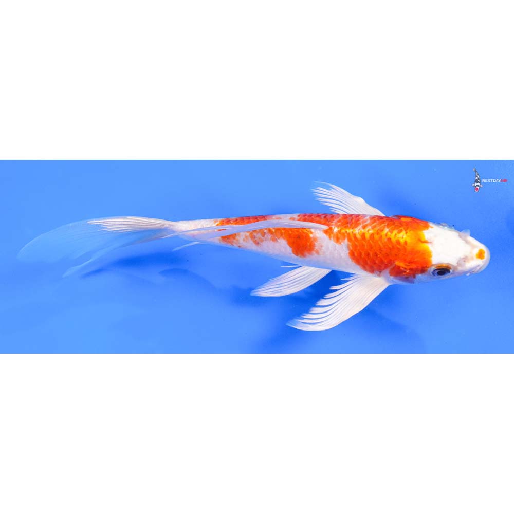 8.5” Imported Hariwake Butterfly Koi