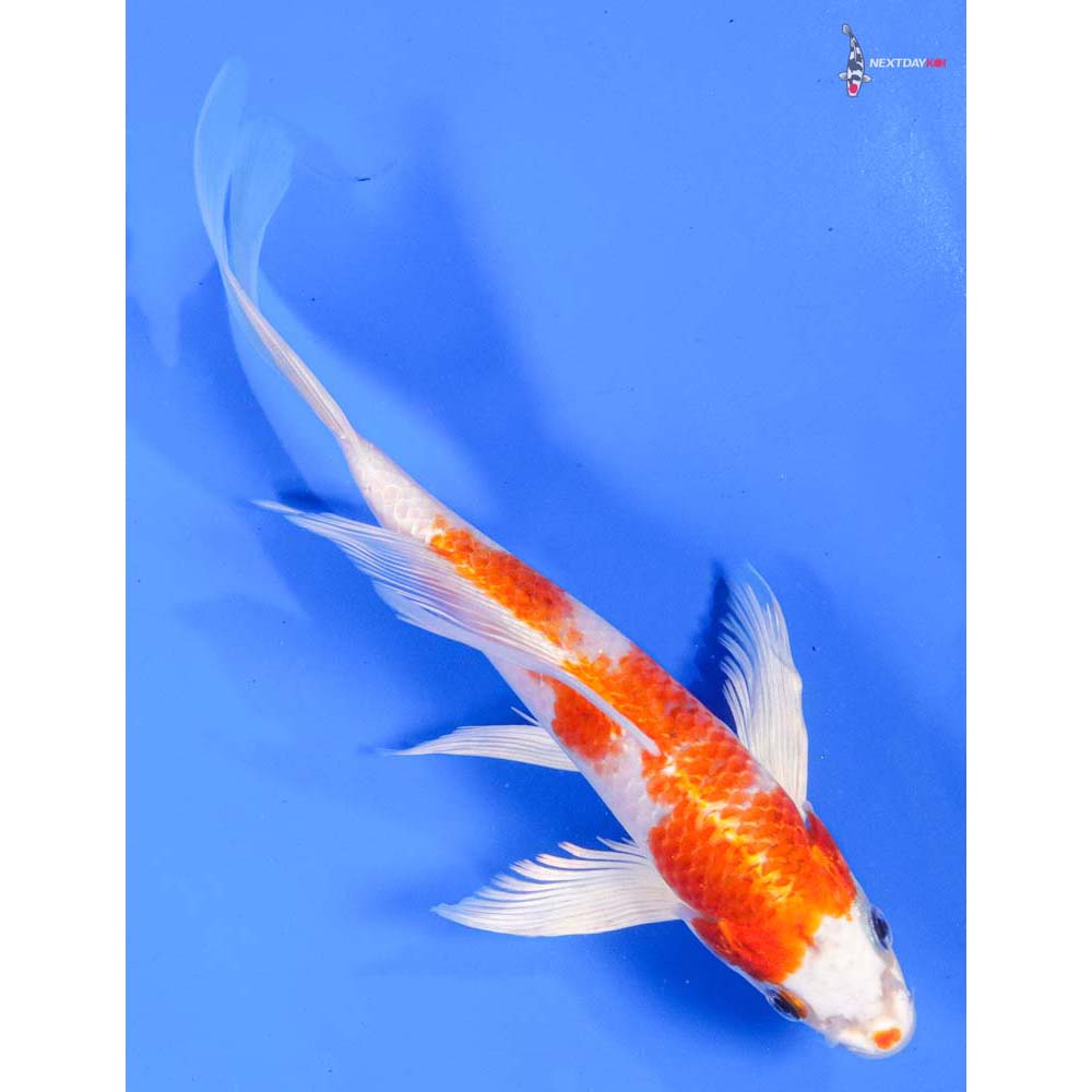 8.5” Imported Hariwake Butterfly Koi