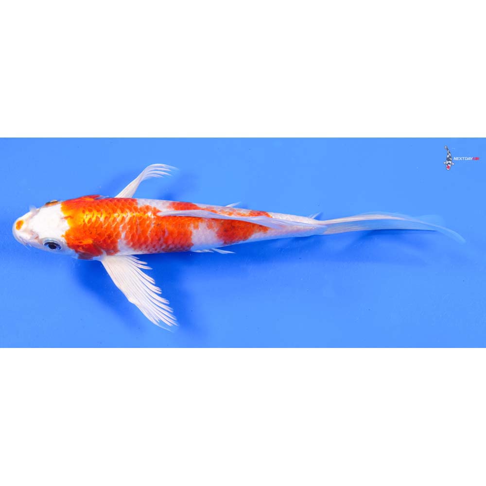 8.5” Imported Hariwake Butterfly Koi