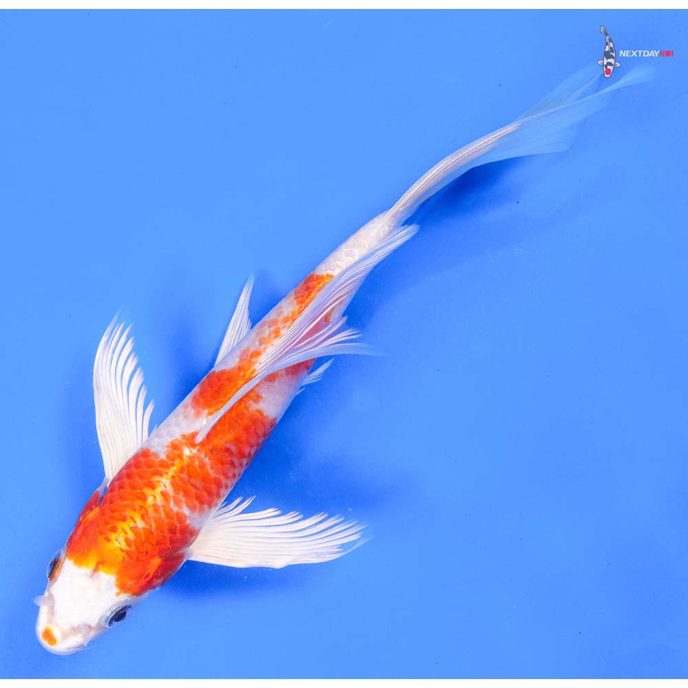 8.5” Imported Hariwake Butterfly Koi