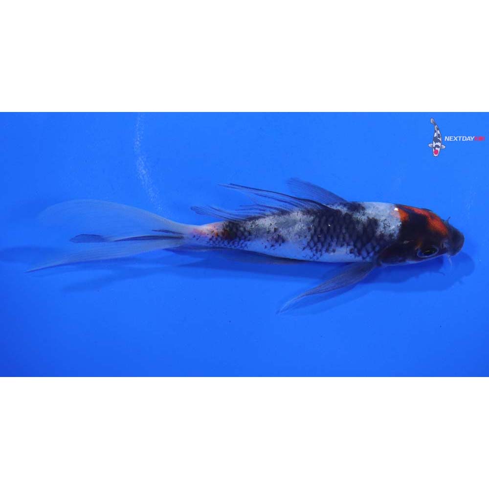 4.5” Imported Showa Butterfly Koi