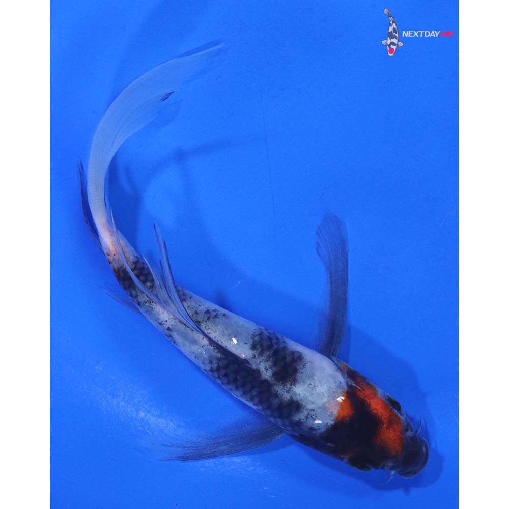 4.5” Imported Showa Butterfly Koi