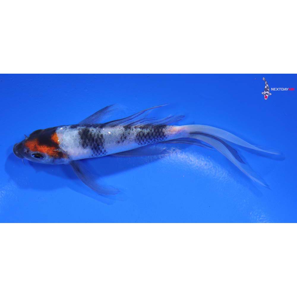 4.5” Imported Showa Butterfly Koi