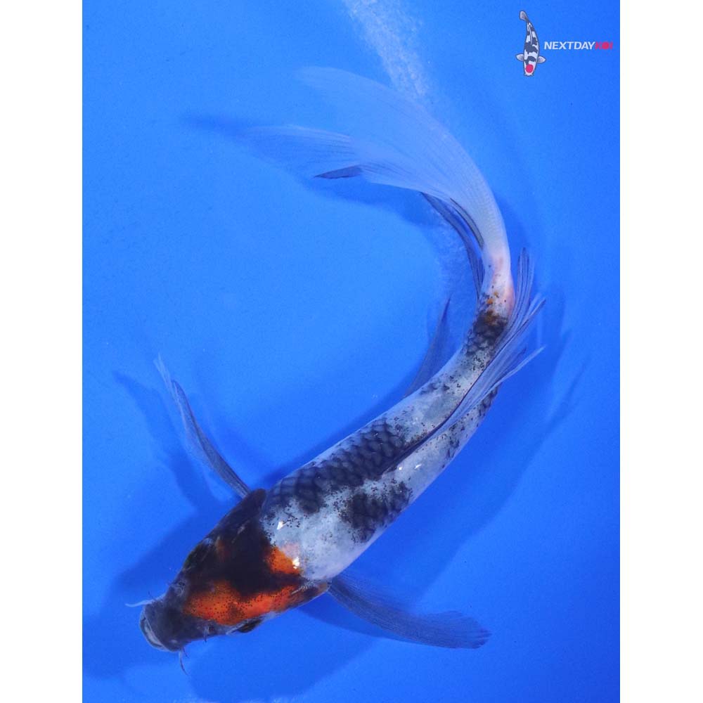 4.5” Imported Showa Butterfly Koi