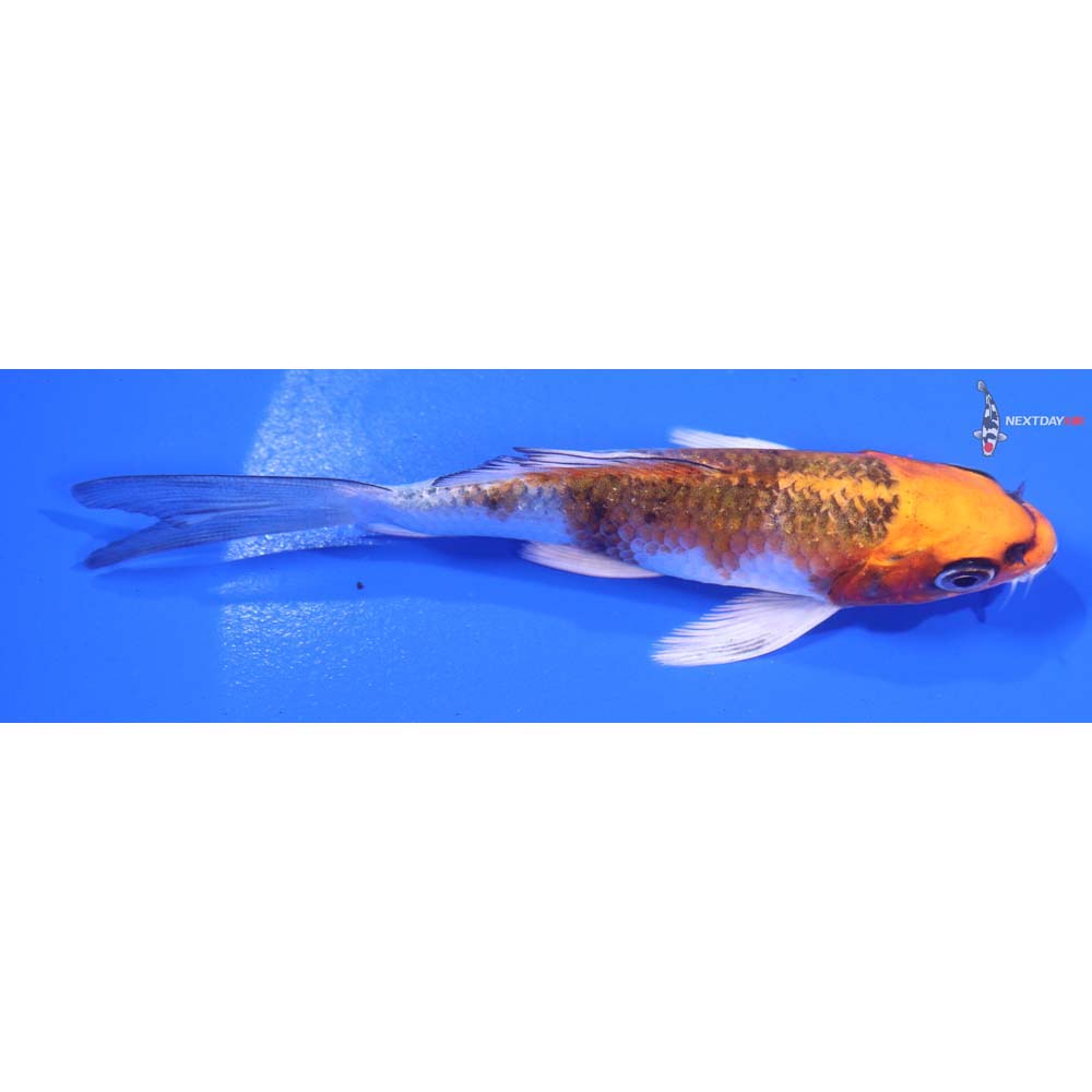 4” Imported Kujaku Butterfly Koi