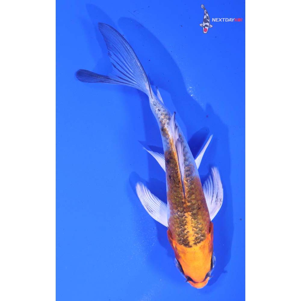 4” Imported Kujaku Butterfly Koi