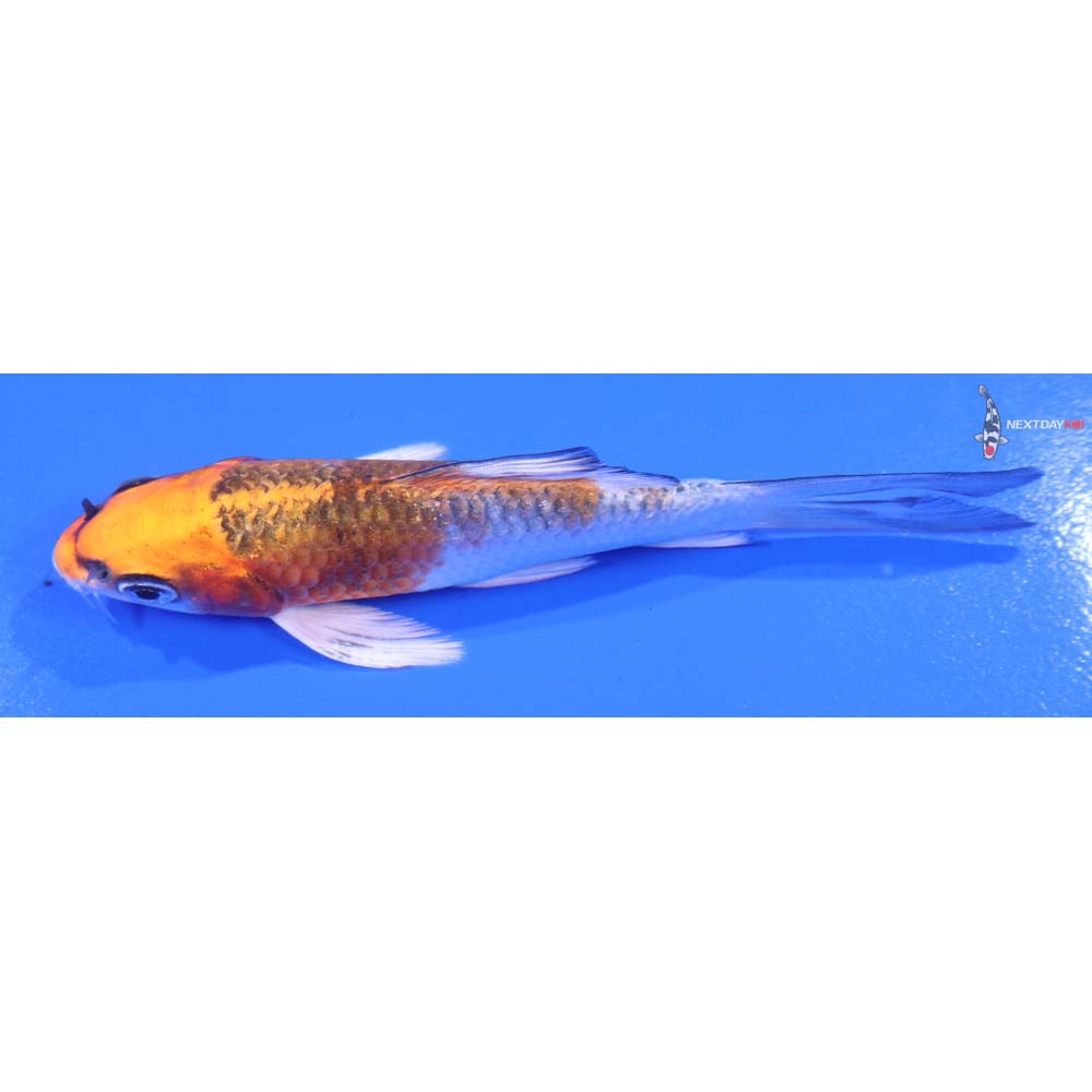 4” Imported Kujaku Butterfly Koi