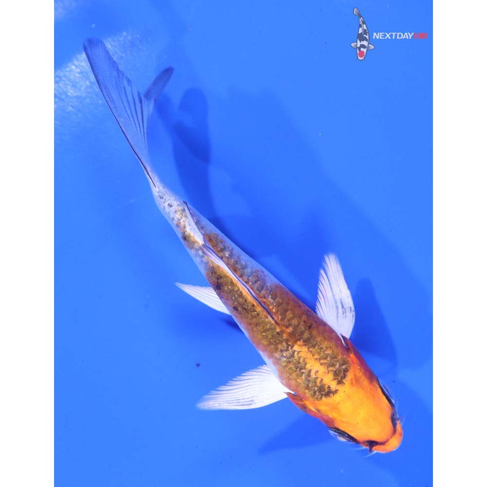 4” Imported Kujaku Butterfly Koi