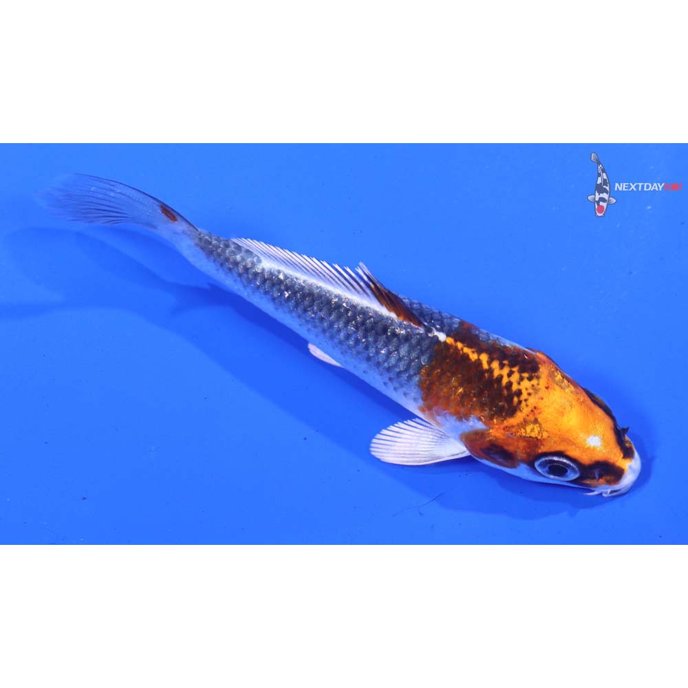 4” Imported Kujaku