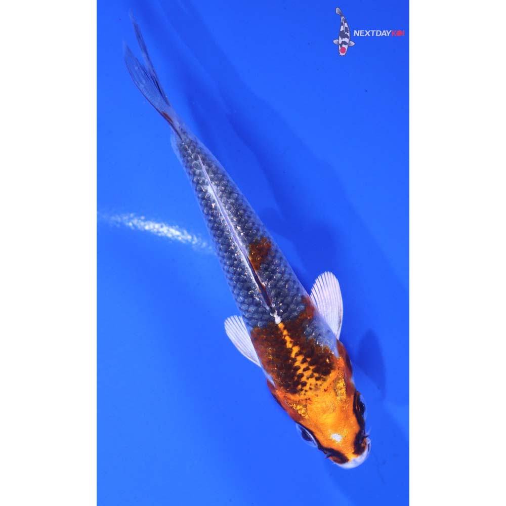 4” Imported Kujaku