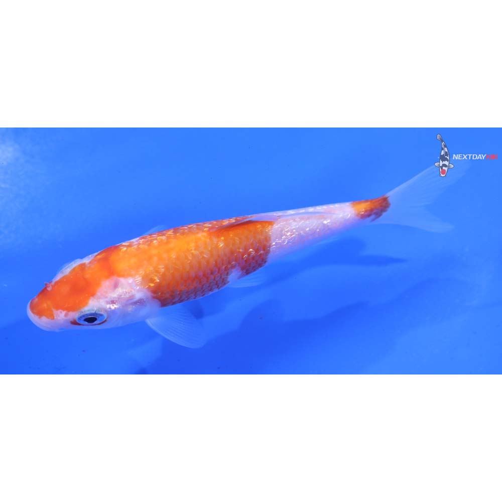 4.5” Imported Gin Rin Kohaku
