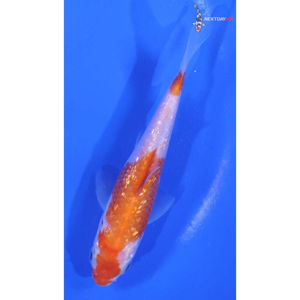 4.5” Imported Gin Rin Kohaku