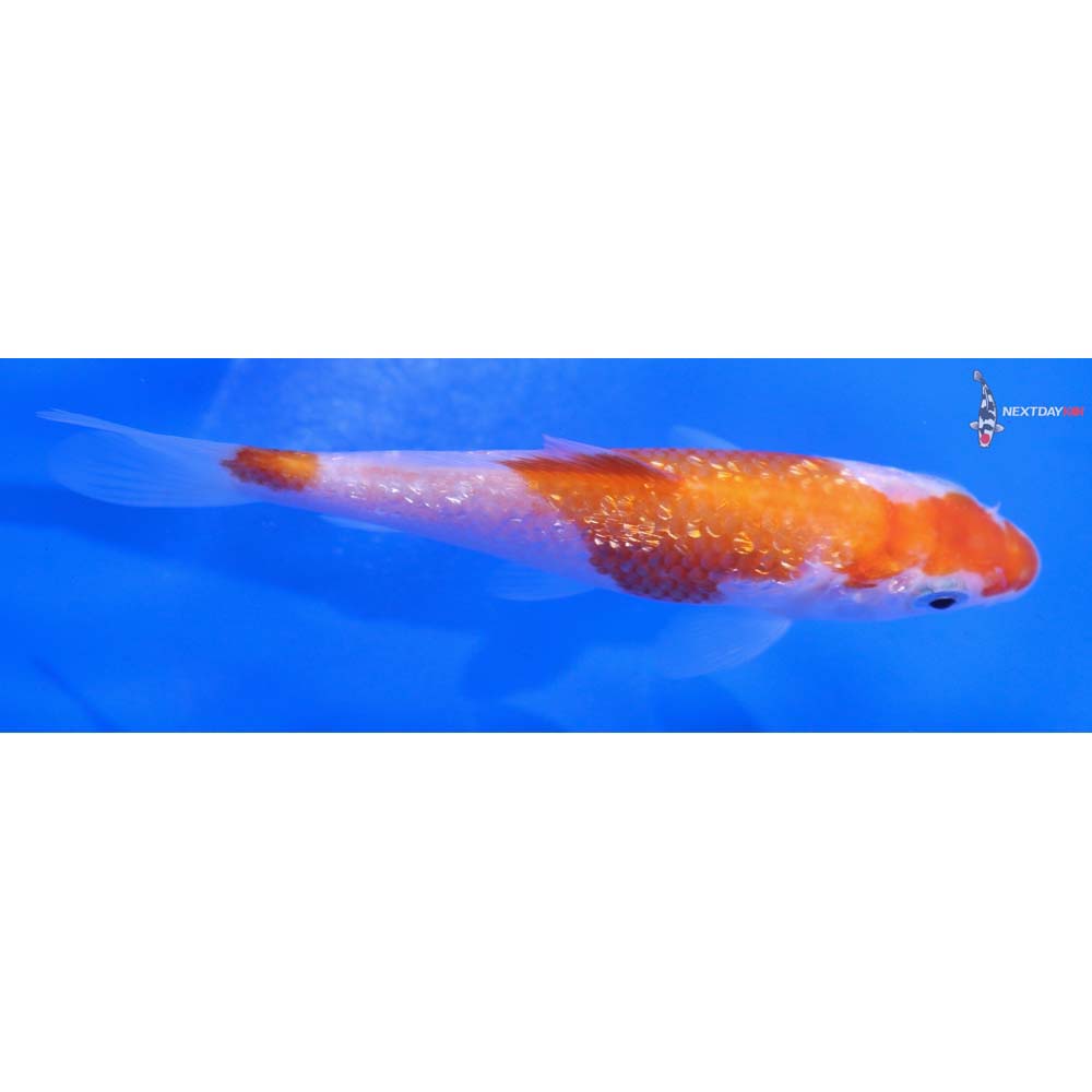 4.5” Imported Gin Rin Kohaku