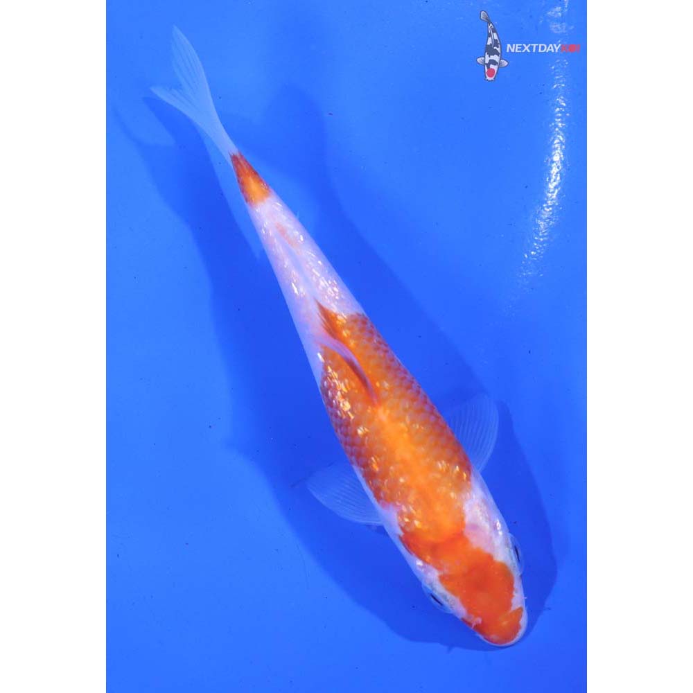4.5” Imported Gin Rin Kohaku