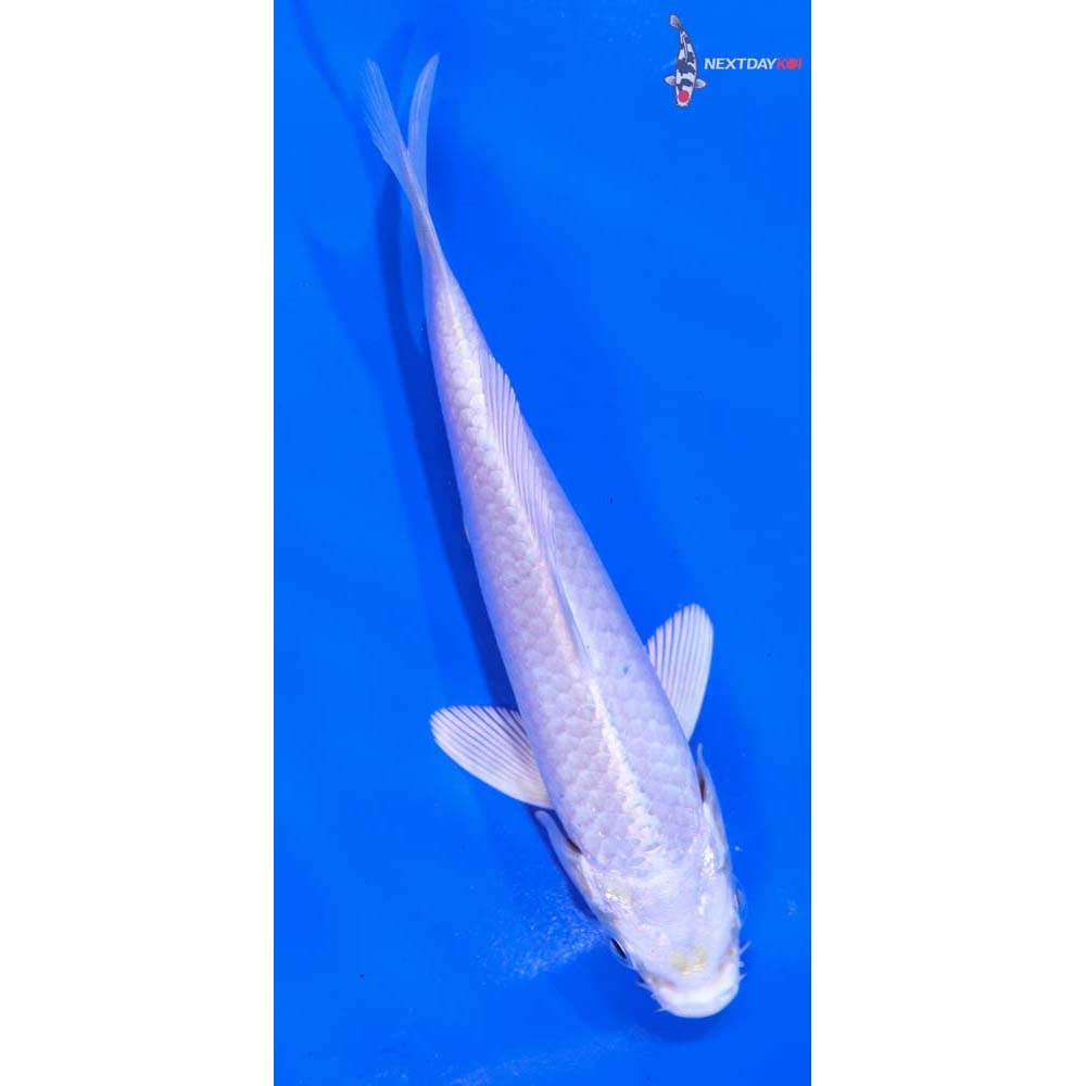4.5” Imported Platinum Ogon
