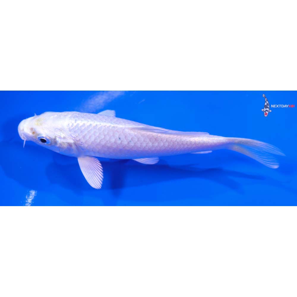 4.5” Imported Platinum Ogon