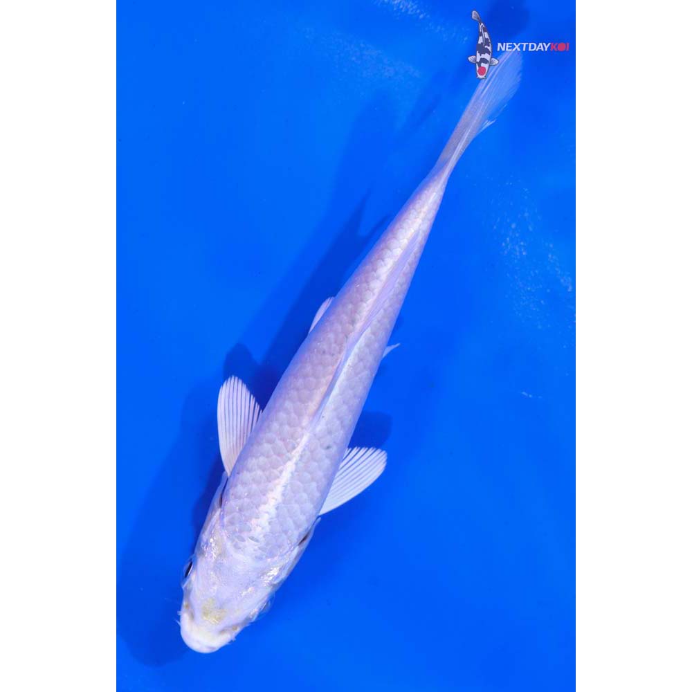 4.5” Imported Platinum Ogon