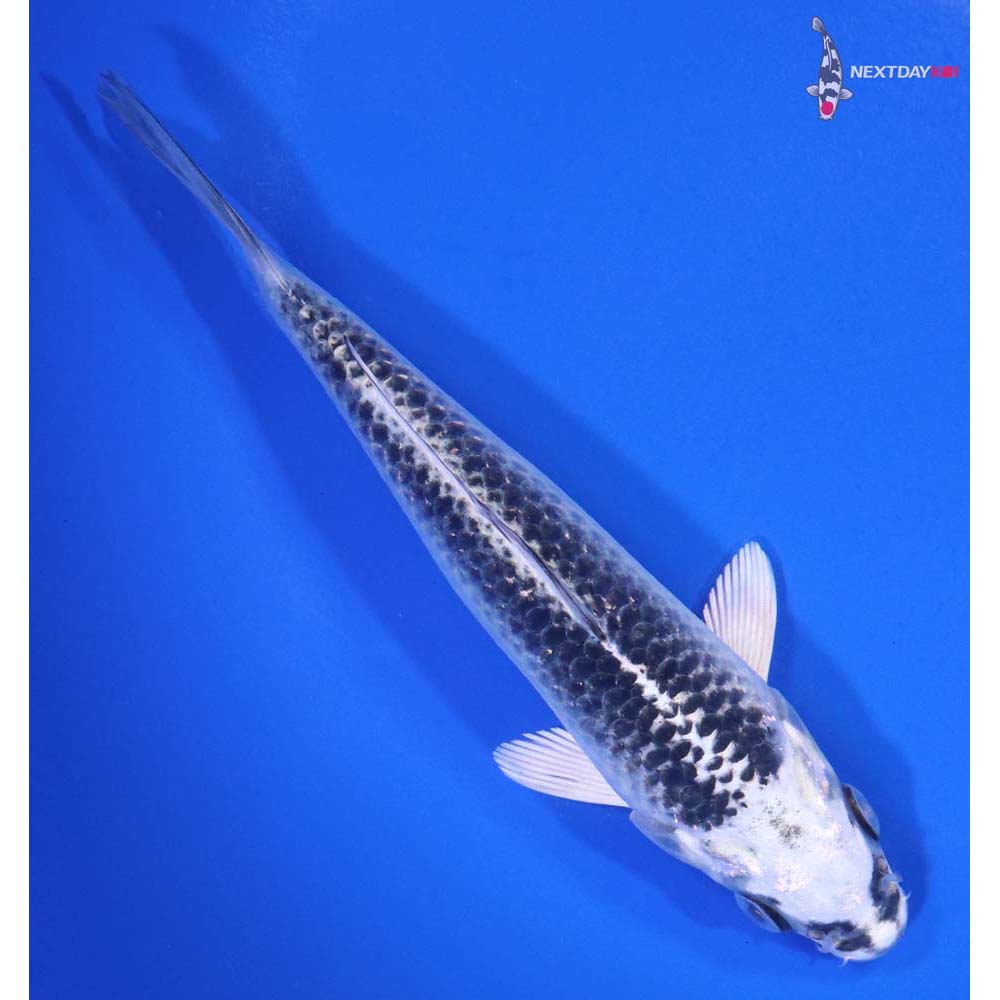 5.5” Imported Gin Matsuba