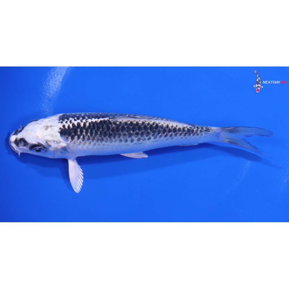 5.5” Imported Gin Matsuba