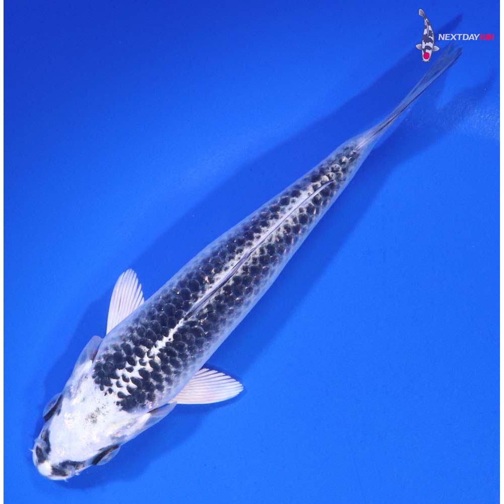 5.5” Imported Gin Matsuba