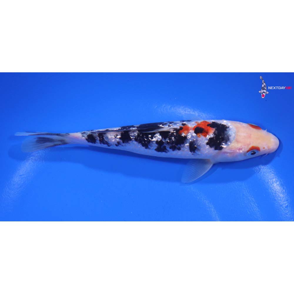 5.5” Imported Gin Rin Sanke