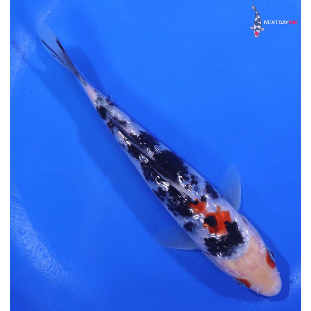 5.5” Imported Gin Rin Sanke