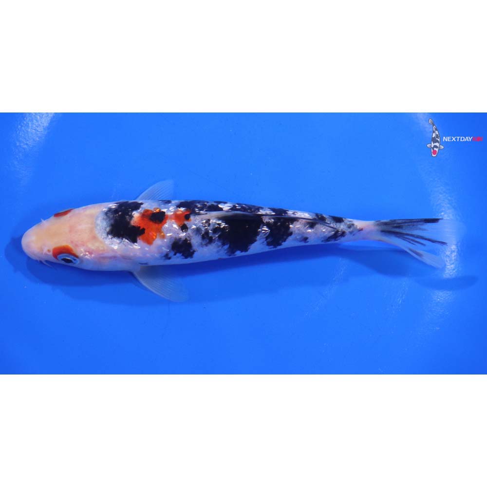 5.5” Imported Gin Rin Sanke