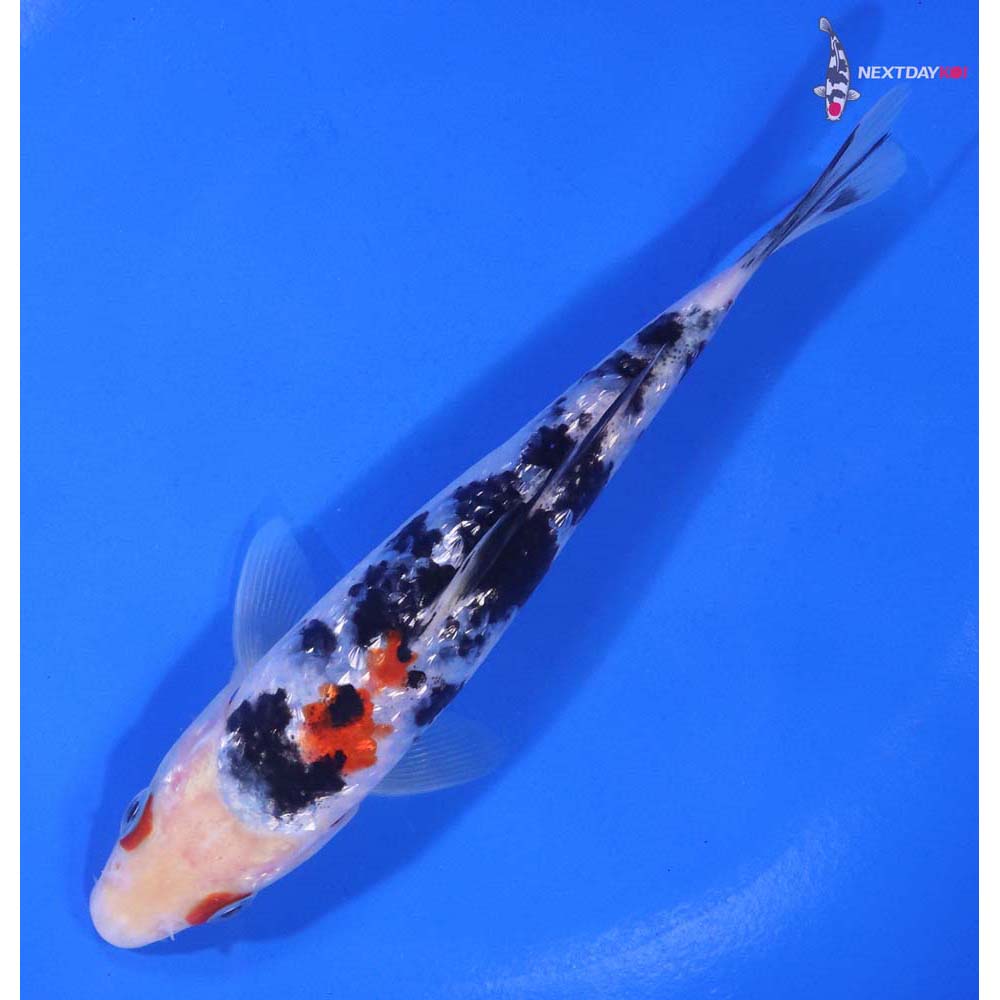 5.5” Imported Gin Rin Sanke