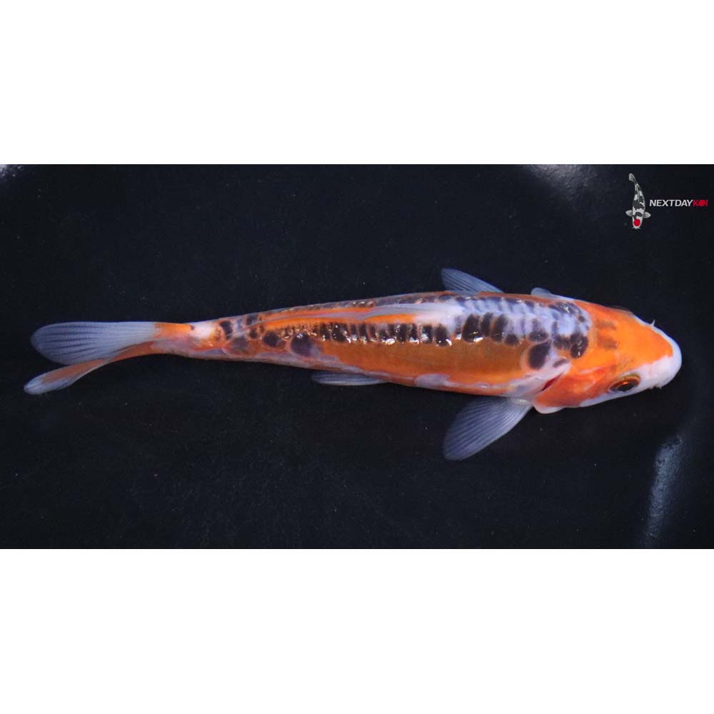 5.5” Imported Hana Shusui