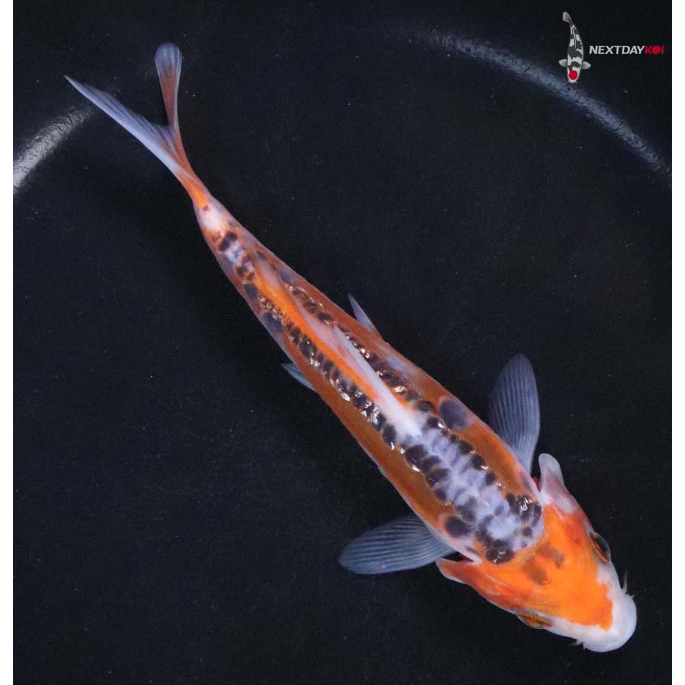 5.5” Imported Hana Shusui