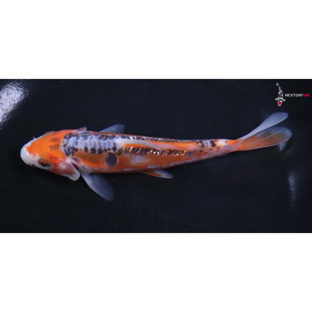 5.5” Imported Hana Shusui