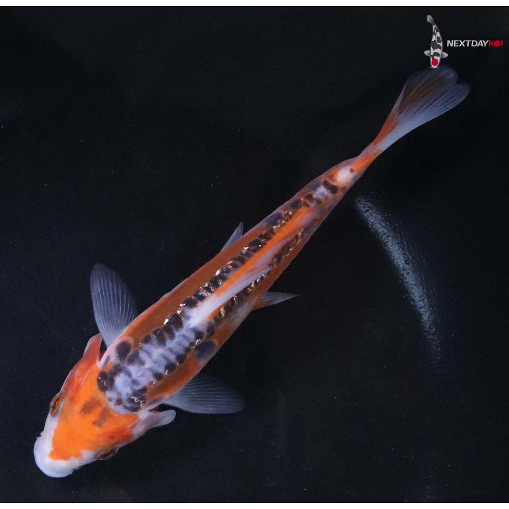 5.5” Imported Hana Shusui