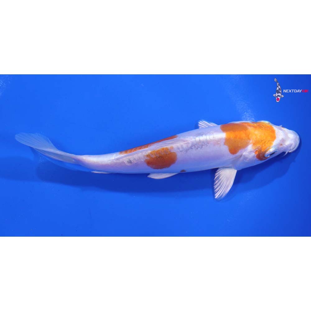 6” Imported Kikusui