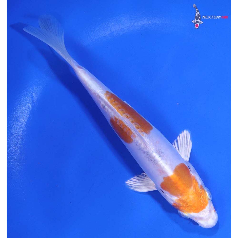 6” Imported Kikusui