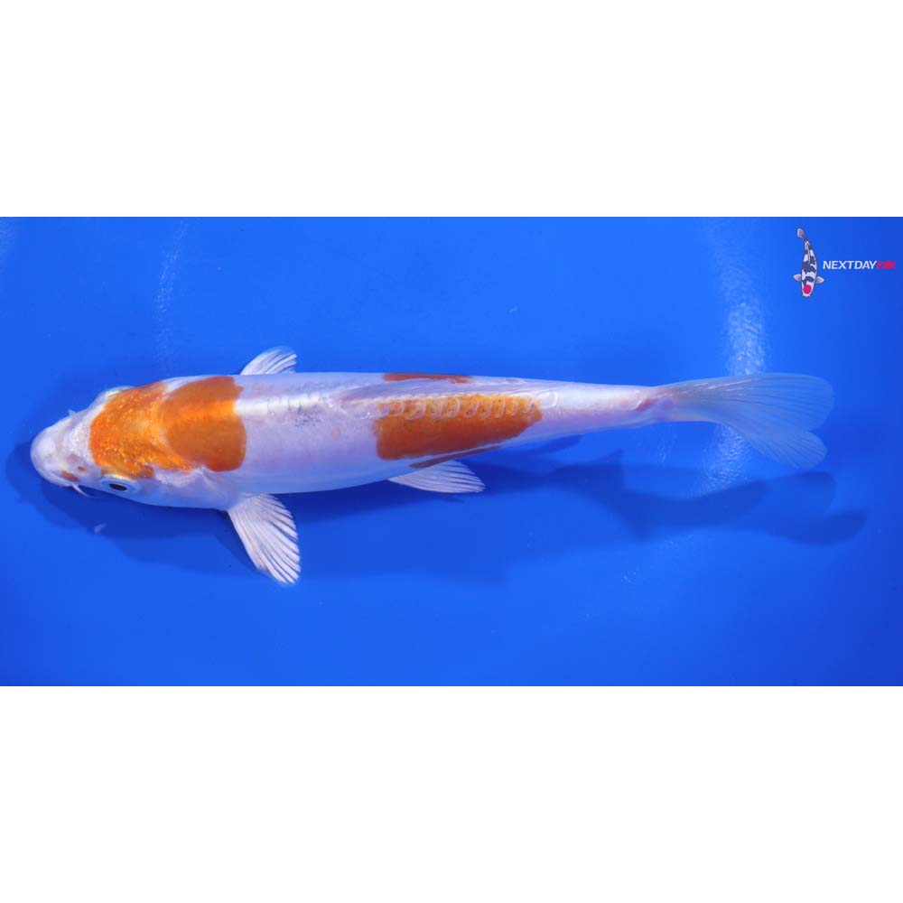 6” Imported Kikusui