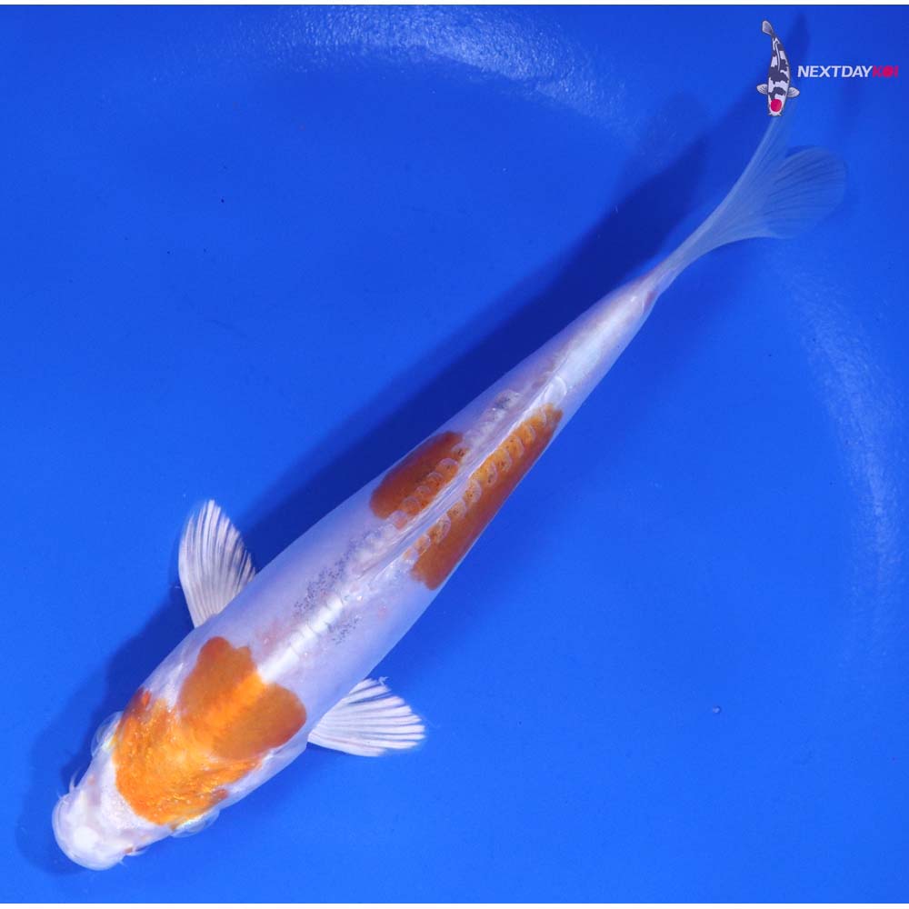 6” Imported Kikusui