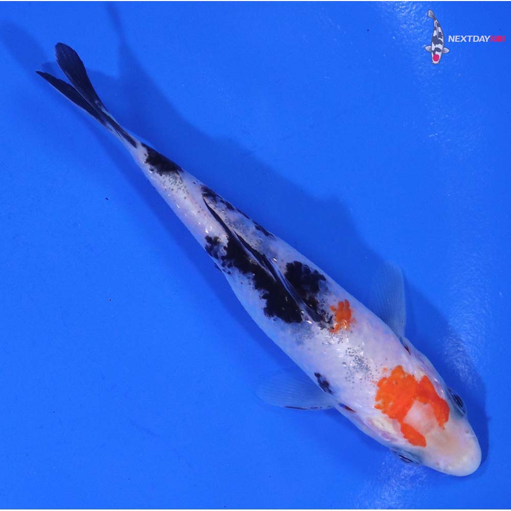 4” Imported Gin Rin Sanke